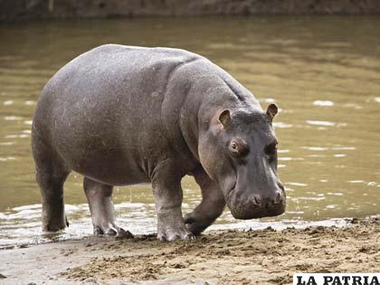 La hipopótamo Satsuki en vida
