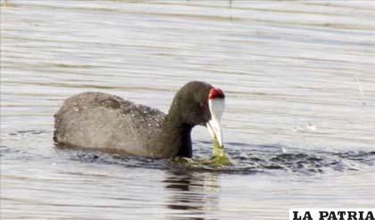 La focha moruna (fulica cristata), en peligro crítico de extinción