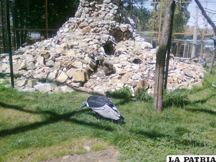 La cría de cóndor nacida en el Zoológico Andino Municipal de Oruro goza de una excelente salud