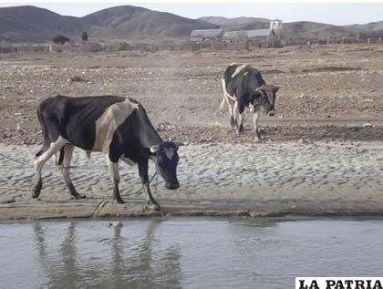 El ganado bebe agua contaminada