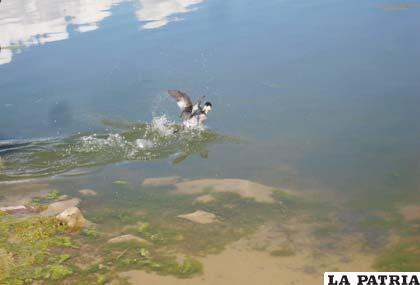 La taraca, un pato que tiene la habilidad de caminar sobre el agua