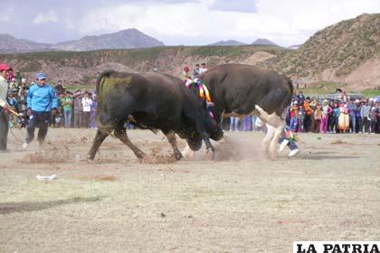 Emocionante competencia de toros en Totora
