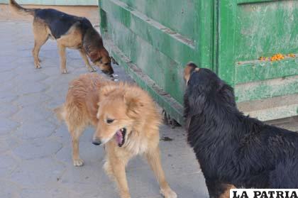 El Concejo Municipal pretende subsanar el problema de sobrepoblación de canes 