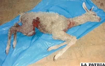 Ganado  atacado por perros salvajes en Totoral Grande