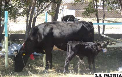 El promedio de producción de leche por vaca es de 25 litros cada día