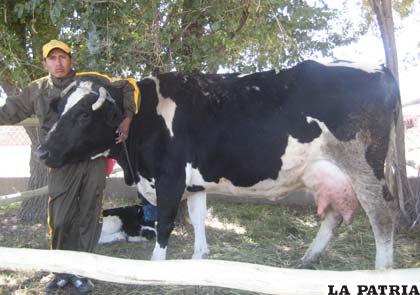 La producción lechera en Challapata es la más importante de la región