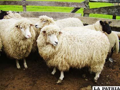 En Santiago de Huayllamarca productores mostraron potencial de ganado ovino