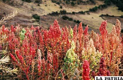 La producción de quinua provocará una desertificación de suelos (Foto: dbpedia.org)