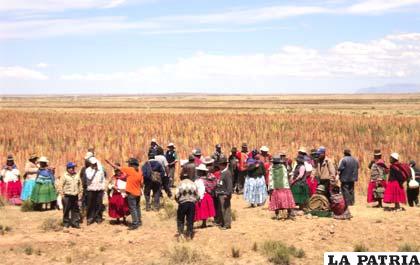 Visita a parcelas de producción de quinua dulce en Patacamaya