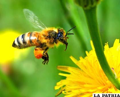 Los plaguicidas son una amenaza para las abejas