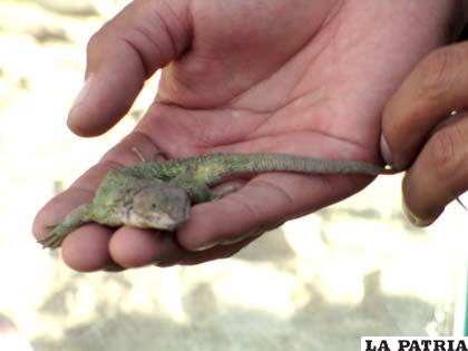 Amistoso lagarto es casi una mascota del zoo