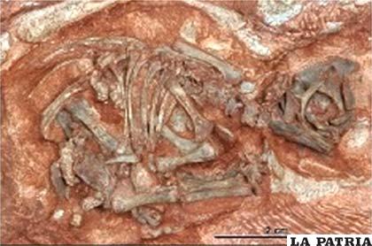Hay restos de cáscaras de huevos de dinosaurios que han sido consideradas como las más antiguas
