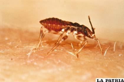 En la gestión 2012 la infestación de chagas a nivel nacional presentó una reducción de 3,1 a 2,5 por ciento