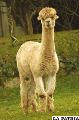 La alpaca