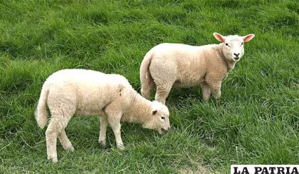 En París piensan que las ovejas pueden ayudar a cuidar los jardines