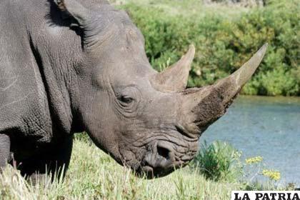 Los rinocerontes son animales cotizados por los cazadores
