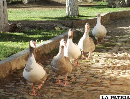 Coquetos gansos en el zoo de Oruro