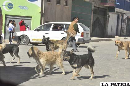 Jauría de perros deambula en calles atemorizando a la población