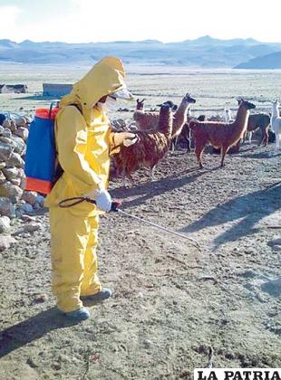 Intervención del Senasag en Huari para eliminar virus que mató a 200 llamas