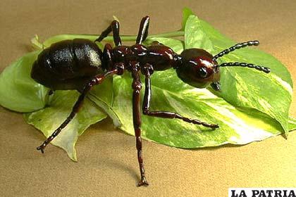 Las hormigas se dedican a trasladar la tierra a la superficie durante la construcción de su hormiguero