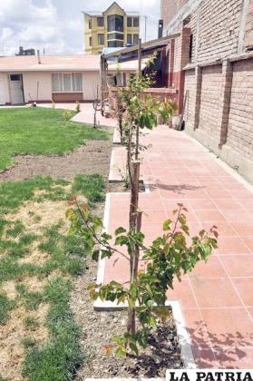 Árboles frutales en la vivienda de la familia Murillo Alcocer
