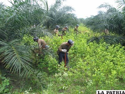 Incrementan cultivos de coca en los Yungas reduciendo los tradicionales