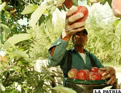 Los árboles se podan en invierno para su próxima temporada productiva