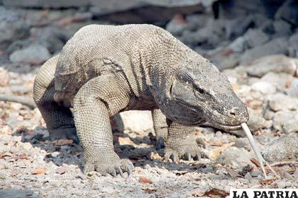 El dragón de Komodo puede alcanzar velocidades de 20 km/h