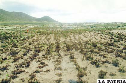 La sequía, heladas  y otros afectan a la agricultura y ganadería en Oruro