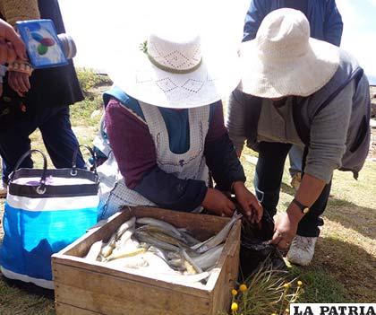 A orillas del lago Uru Uru, se vendió pejerrey