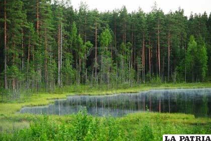 Los bosques posibilitan la regulación del viento, la humedad, temperatura y régimen de lluvias
