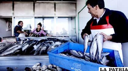 El estado de la merluza en Chile es crítico
