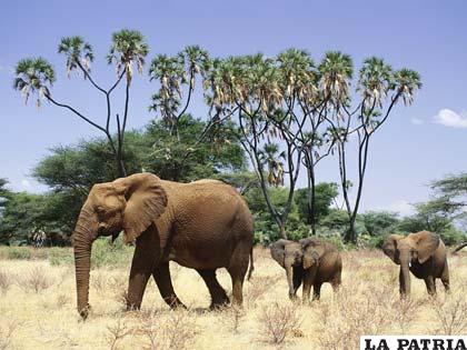 Una familia de elefantes