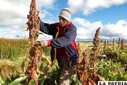 Producción de quinua en el occidente boliviano