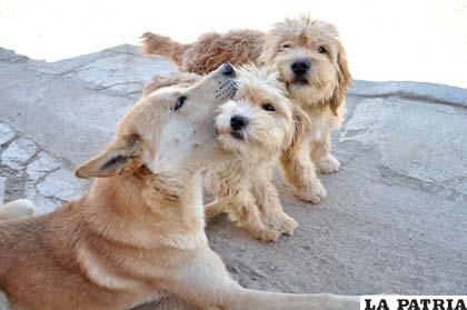 La población de perros en Oruro es alarmante