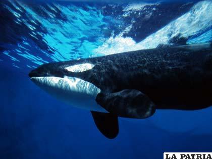 Un bello ejemplar de ballena orca