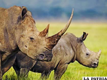 El rinoceronte es una de las especies más codiciadas por la malicia humana