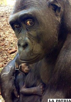 La ternura es uno de los sentimientos de los gorilas para con su prole