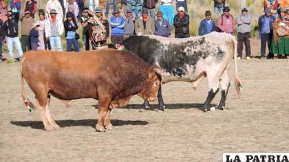 Los toros se preparan para el enfrentamiento