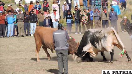 Toros en pleno combate