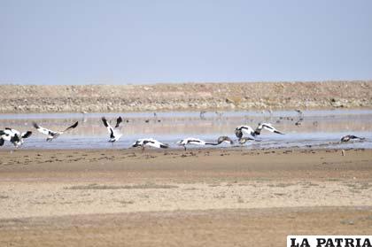 Fauna en el lago Poopó