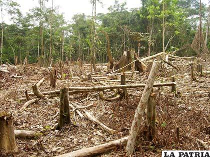 Según datos de la NASA la deforestación en Bolivia se incrementó en un 167%