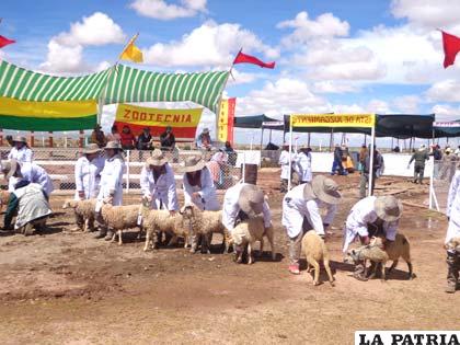 Algo más de 400 animales son expuestos en esta feria