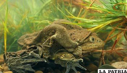 La rana gigante (Telmatobius culeus,  nombre científico) en peligro de extinción