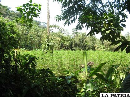 Plantaciones de coca en el Chapare