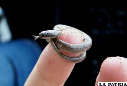 Esta serpiente es confundida con una lombriz