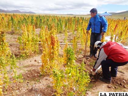 Oruro se caracteriza por una producción orgánica