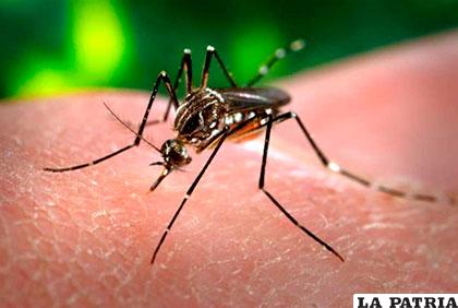El zika, tiene  mucha similitud con otros virus del mismo género /vanguardia.com.mx