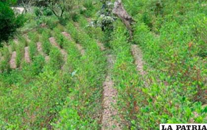 El Gobierno se compromete a emitir licencias a todos los cultivadores legales de coca /ANF