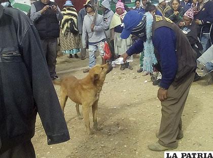 La mascota 